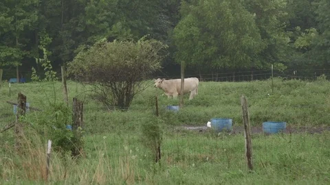 Cows In Field Cloudy Day 1 Stock Footage 79024278