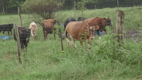 Cows In Field Cloudy Day 2 Stock Footage 79024300