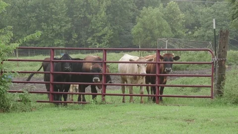 Cows In Field Cloudy Day 3 Stock Footage 79024332