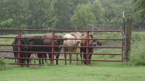 Cows In Field Cloudy Day 4 Stock Footage 79024335