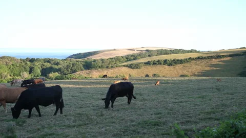 Cows in Field A Continuous Sequence Pt1 of 15 Stock Footage 240469085