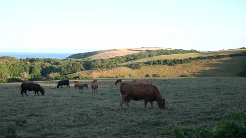 Cows in Field A Continuous Sequence Pt10 of 15 Stock Footage 240477600