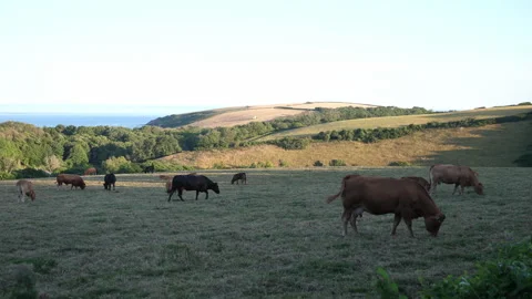 Cows in Field A Continuous Sequence Pt11 of 15 Stock Footage 240478878