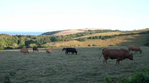 Cows in Field A Continuous Sequence Pt12 of 15 Stock Footage 240480054