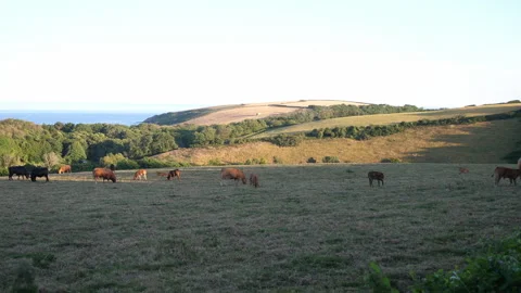 Cows in Field A Continuous Sequence Pt15 of 15 Stock Footage 240482528