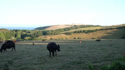 Cows in Field A Continuous Sequence Pt2 of 15 Stock Footage 240469051