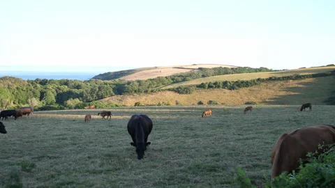 Cows in Field A Continuous Sequence Pt3 of 15 Stock Footage 240471209