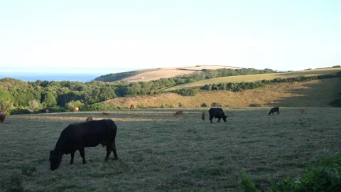 Cows in Field A Continuous Sequence Pt5 of 15 Stock Footage 240472816