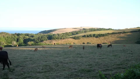 Cows in Field A Continuous Sequence Pt6 of 15 Stock Footage 240473801