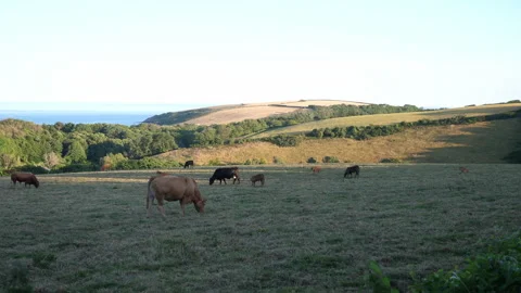 Cows in Field A Continuous Sequence Pt8 of 15 Stock Footage 240475400