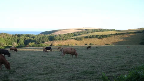 Cows in Field A Continuous Sequence Pt9 of 15 Stock Footage 240476306