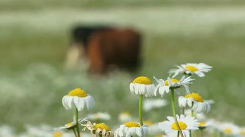 Cows in a field of daisies Stock Footage 21946367