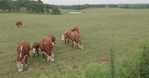 Cows in Field Daytime Summer rain Stockbeeldmateriaal 87540291