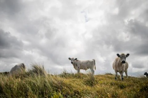 Cows in field with dramatic cloudy sky during summertime in Denmark Stock Photos