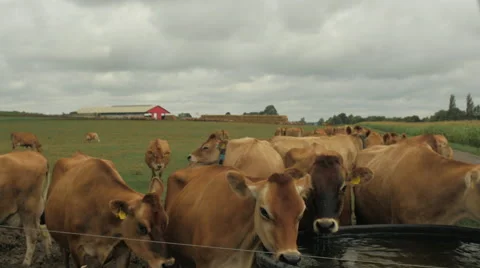 Cows in field drinking water - 4K 動画素材 43131310