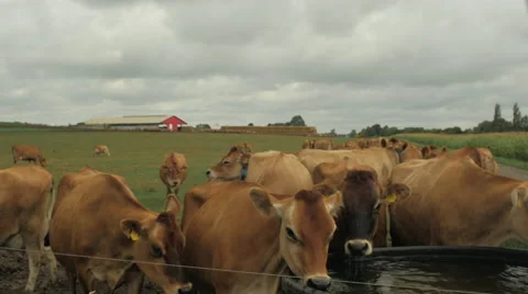 Cows in a field drinking water - HD 動画素材 43102730