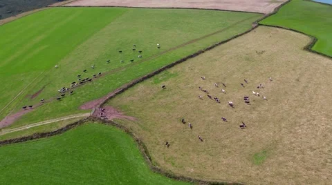 Cows in Field: Drone Shot HD Stockbeeldmateriaal 69024511