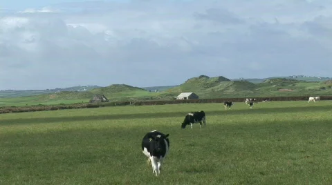 Cows in a Field Stock Footage 265133