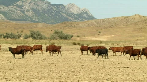 Cows on Field 動画素材 581900