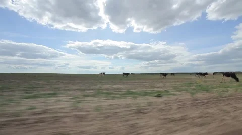 Cows in  the field Video stock 1020990