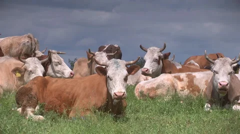 Cows on the field Video stock 5165009