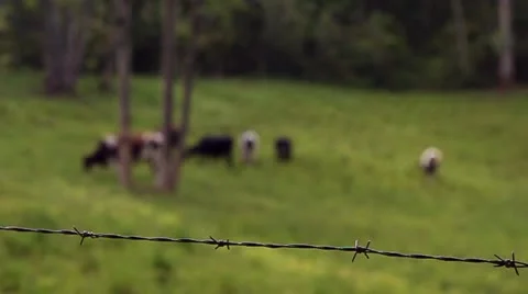 Cows in a Field Stock Footage 10826009