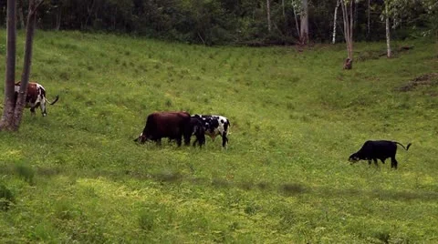 Cows in a field Stock Footage 10826335