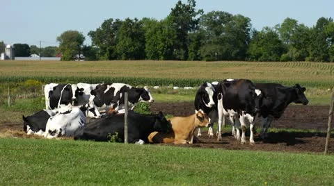 Cows in Field Stock Footage 12330531