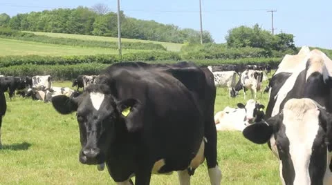 Cows in a field. Stock Footage 12699895