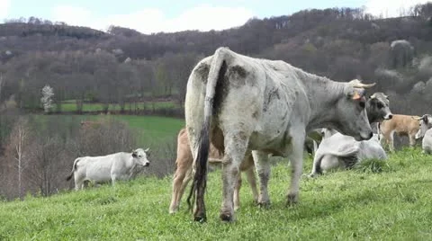Cows in Field Video stock 21222916