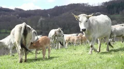 Cows in Field Video stock 21258173