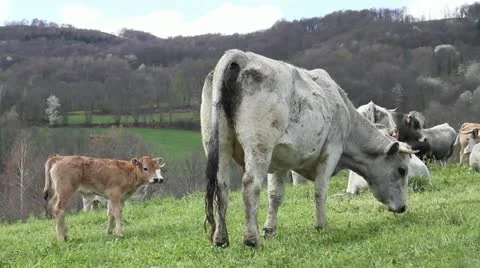 Cows in Field Video stock 21258247