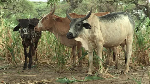 Cows in Field Stock Footage 23089533
