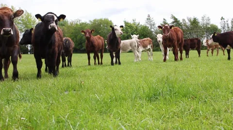 Cows in field Video stock 24467991