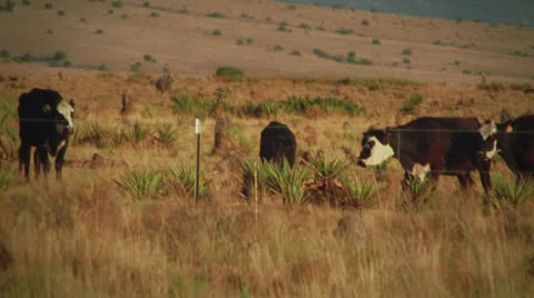 Cows in Field Vídeos de archivo 26846563
