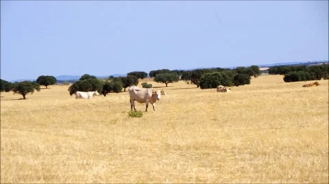 Cows field Stock Footage 27773839
