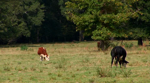 Cows In Field Stock Footage 33604029