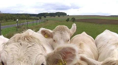 Cows on the field. Stock Footage 34028773