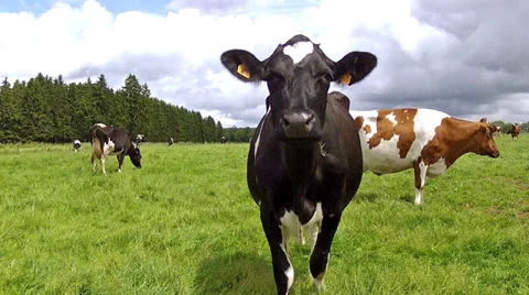 Cows on the field. Stock Footage 34416507