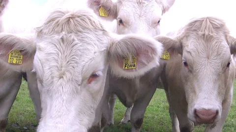 Cows on the field. Stock Footage 34440016