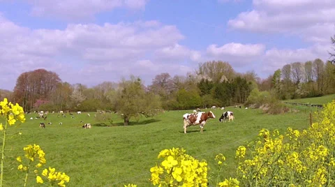 Cows on the field. Stock Footage 37084228