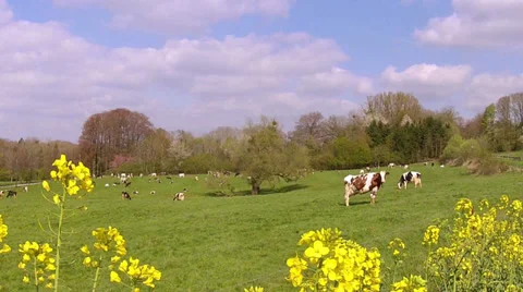 Cows on the field. Stock Footage 37085201