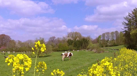 Cows on the field. Stock Footage 37085600