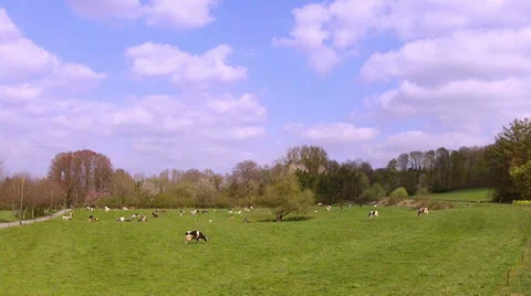 Cows on the field. Stock Footage 37086453