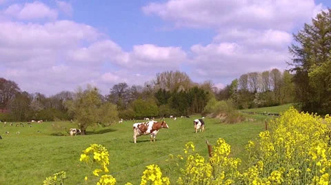 Cows on the field. Stock Footage 37087408