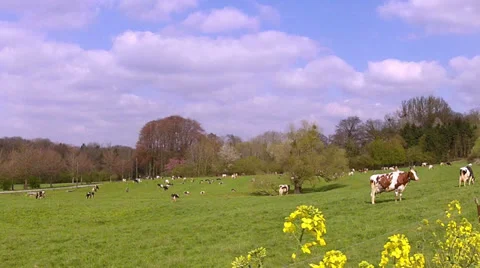 Cows on the field. Stock-Footage 37088197