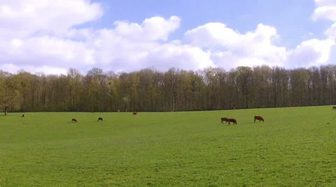 Cows on the field. Stock Footage 37182405