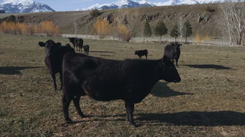Cows in a Field Video stock 37385495