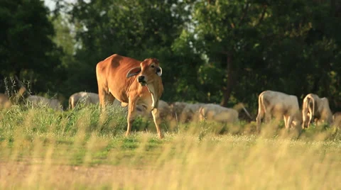 Cows in field Stock Footage 38639396