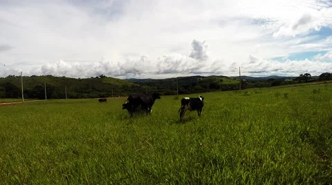 Cows in a Field Stock Footage 48645870